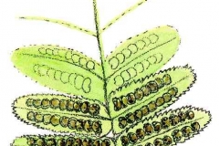 WurmfarnDetail2