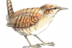 Zaunkoenig