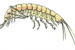 Bachflohkrebs