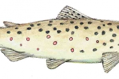 Bachforelle