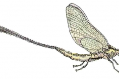 Eintagsfliege1