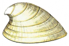 Flussnapfschnecke