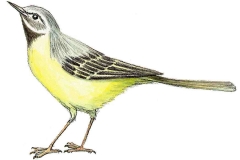 Gebirgsstelze