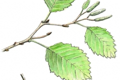 Grauerle