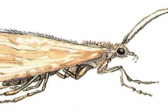 Koecherfliege1
