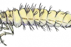 KoecherfliegeLarve2