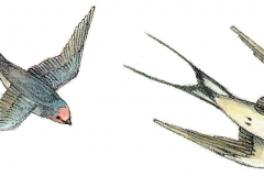 Rauchschwalbe