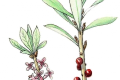 Seidelbast