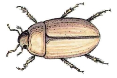 Teichkaefer