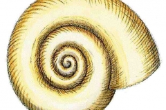 Tellerschnecke