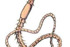 Tubifex